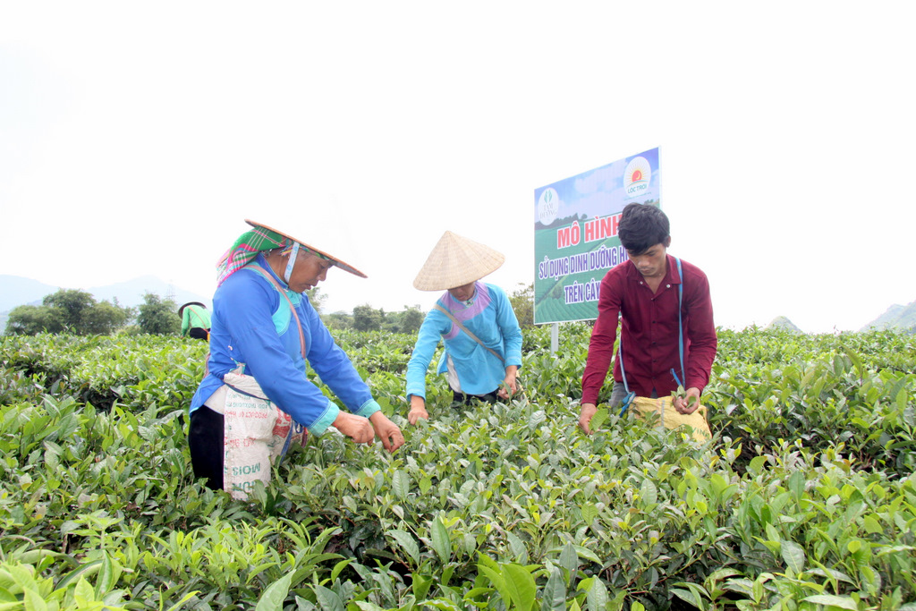 Vùng nguyên liệu chè Công ty Cổ phần Đầu tư Phát triển chè Tam Đường luôn đảm bảo sạch từ khâu chăm sóc, sử dụng phân bón