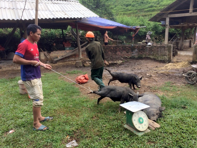 Lực lượng chức năng cùng người dân bản Thẩm Phé, xã Mường Kim bắt lợn bị bệnh tả lợn Châu phi đi tiêu hủy