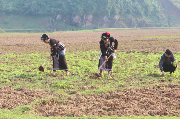 Nhằm thực hiện thắng lợi các Nghị quyết Đại hội đề ra, Đảng bộ xã Nậm Tăm chú trọng tuyên truyền, vận động Nhân dân phát triển kinh tế, nâng cao thu nhập. (Trong ảnh: Người dân bản Nậm Ngập tận dụng đất bán ngập để trồng ngô, hoa màu tăng thêm thu nhập).