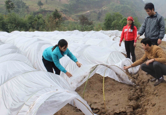 Đảng viên Chi bộ Phòng NN&PTNT huyện Tam Đường hướng dẫn người dân xã Sơn Bình (huyện Tam Đường) kỹ thuật gieo mạ.