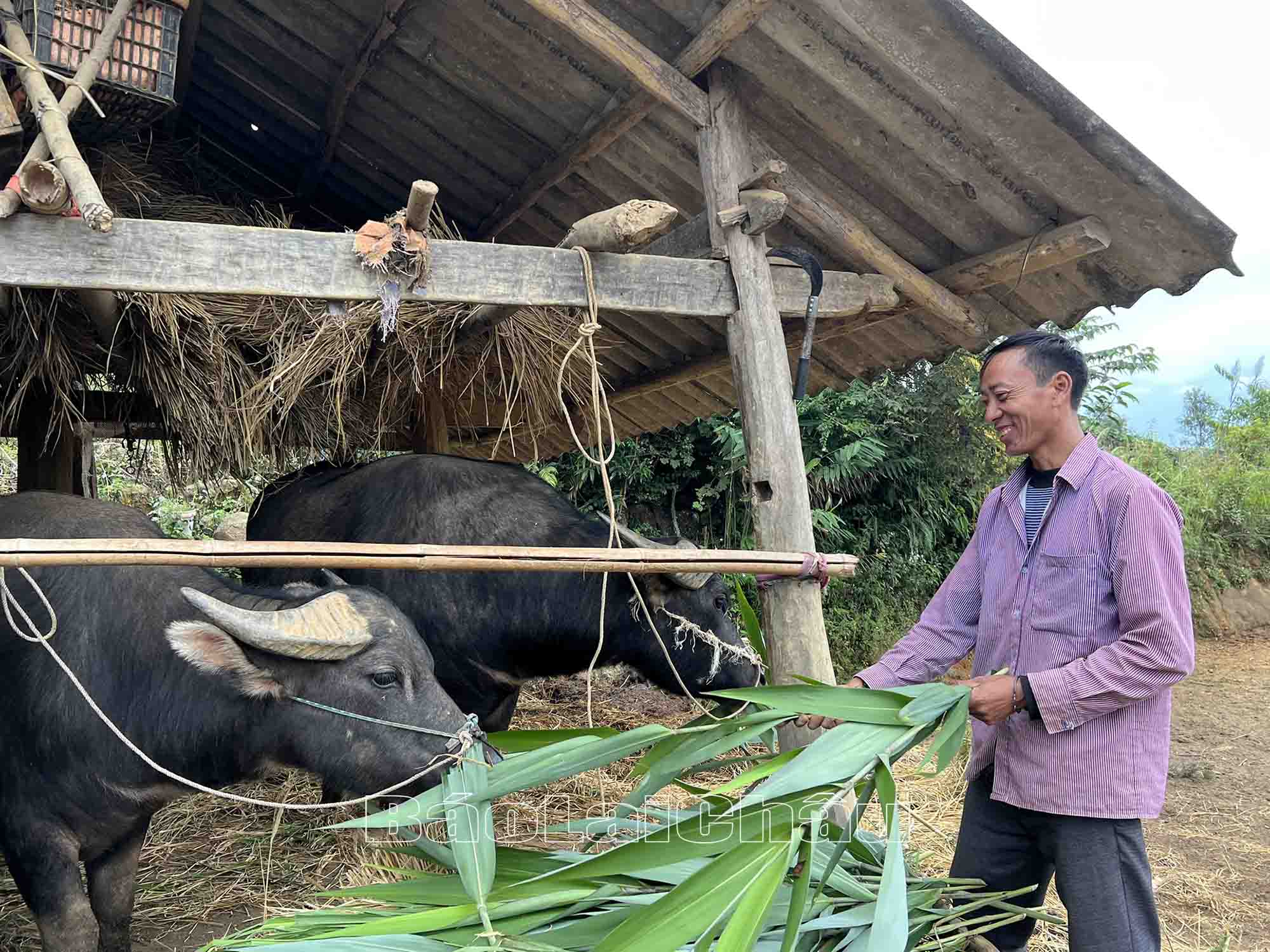 chăn nuôi