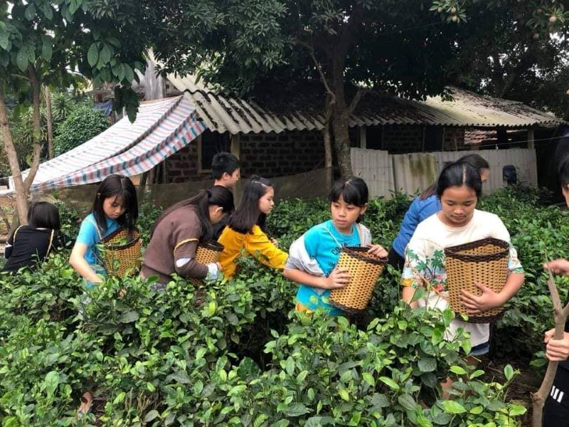 Khách du lịch tham gia trải nghiệm hái chè tại Ba Vì.