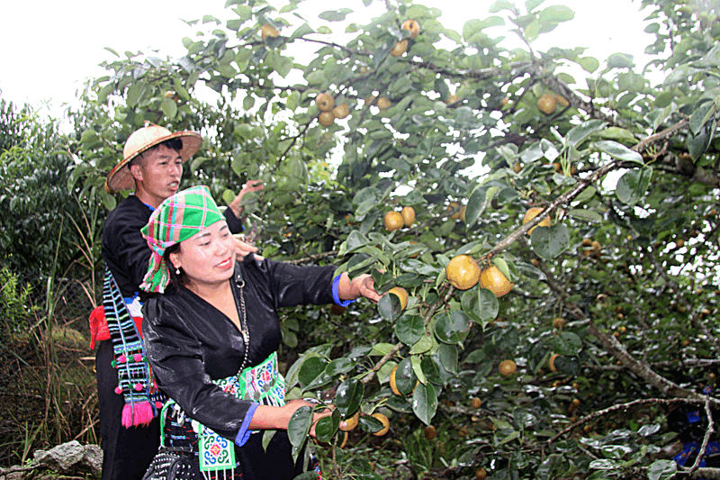 Người dân thi hái lê.