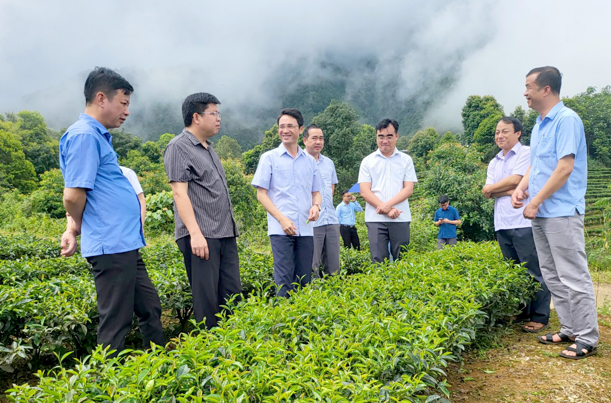 Đoàn công tác của tỉnh thăm chè VietGAP tại vùng Phả Lao (bản Hô Ta, xã Tà Mung).