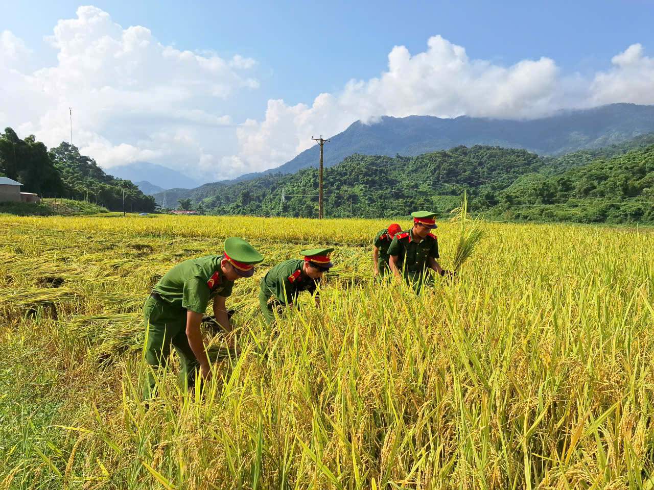 Hình ảnh đẹp cán bộ, chiến sỹ công an thuộc Trung đội Cảnh sát bảo vệ Nhà máy Thủy điện Lai Châu đã cùng nhau xuống đồng giúp người dân bản Nậm Cầy thu hoạch lúa mùa.