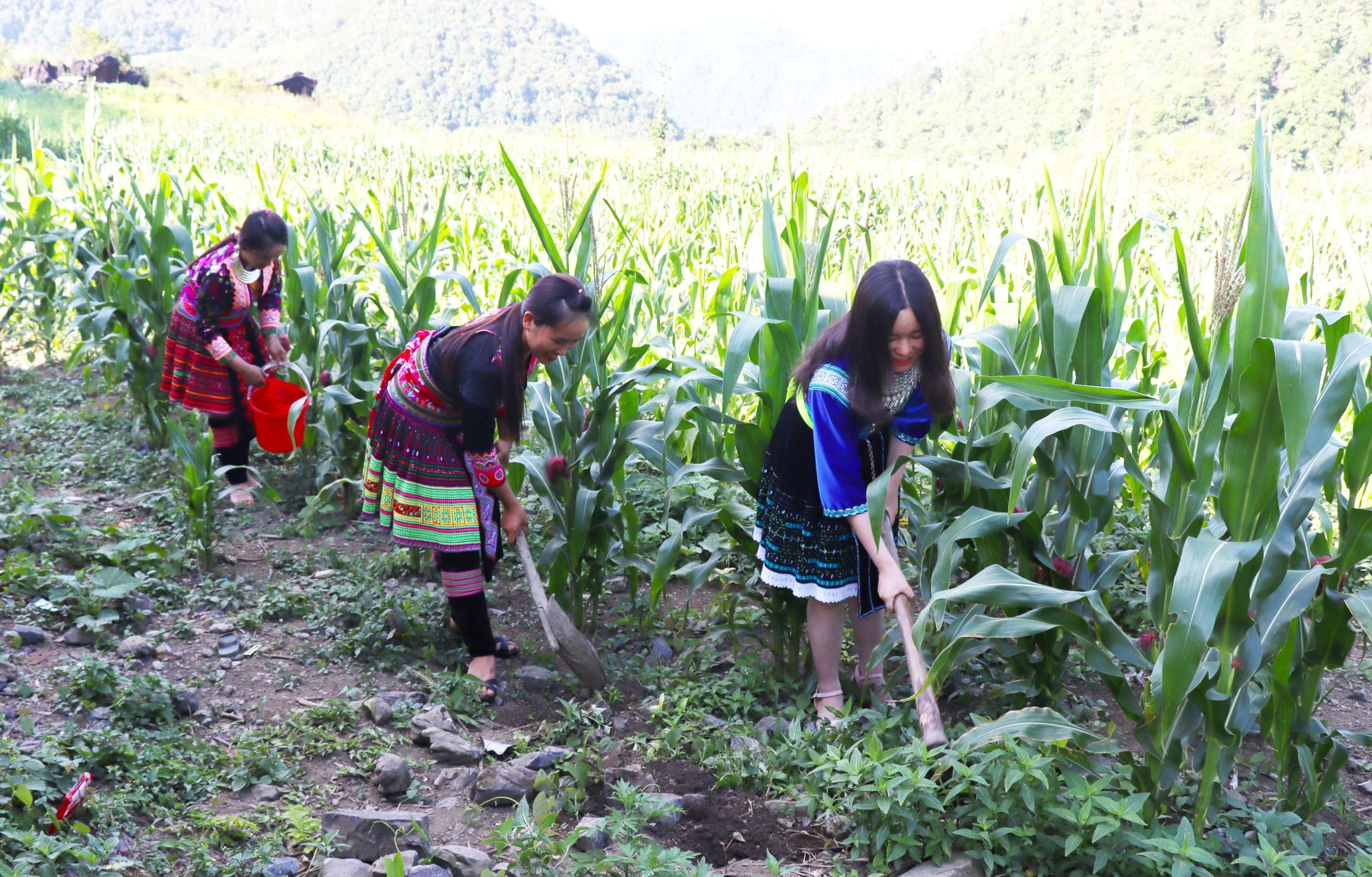 Người dân bản Lao Lử Đề đã biết trồng nương ngô 2 vụ để tăng nguồn thu nhập.