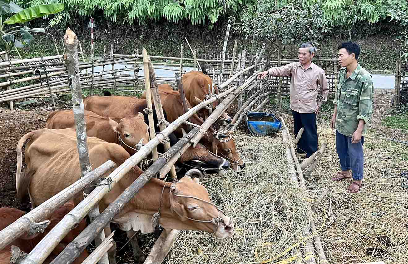 chăn nuôi 