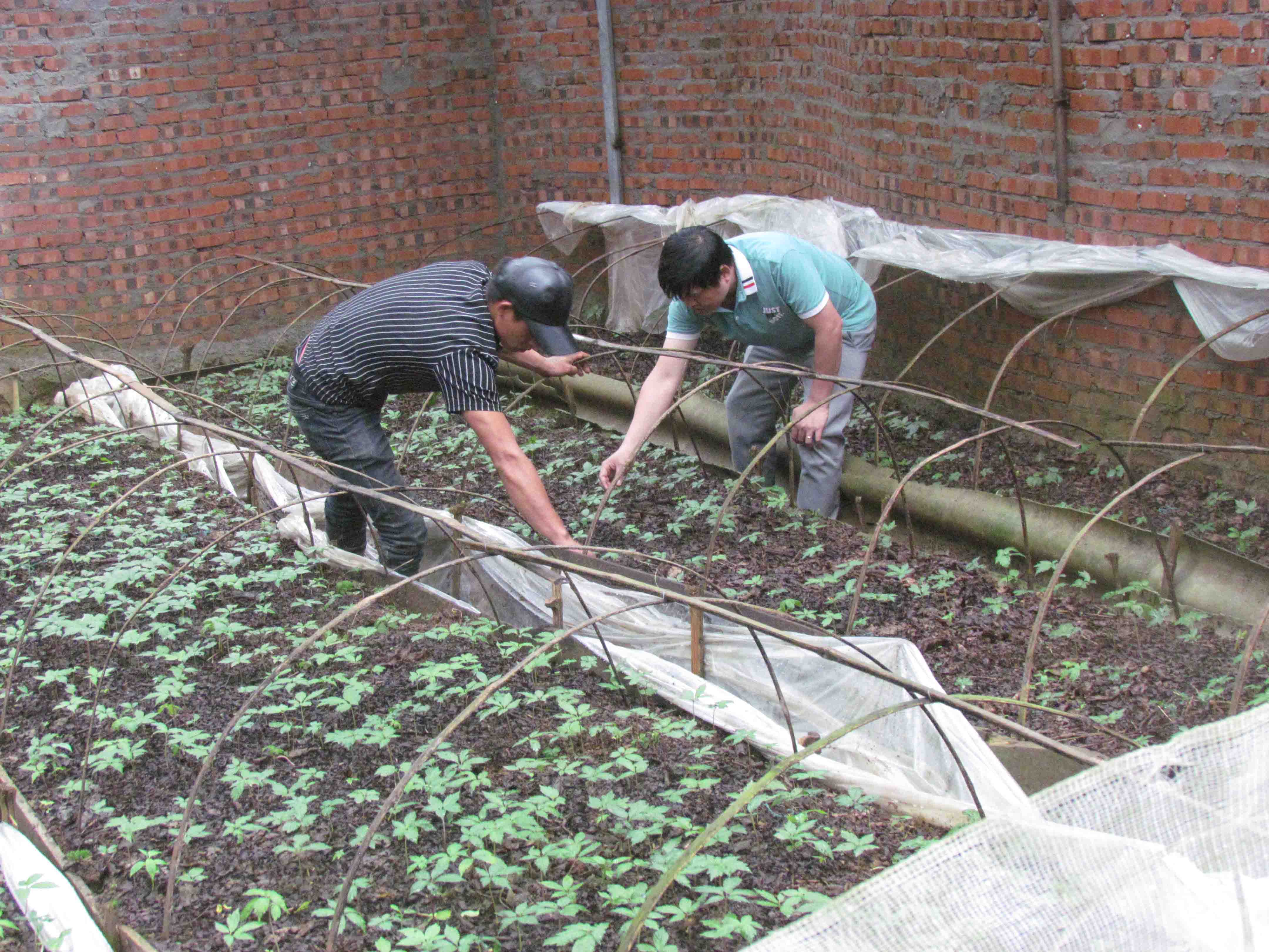 Quy trình gieo giống, chăm sóc cây dược liệu được người dân xã Mồ Sì San (huyện Phong Thổ) đặc biệt chú trọng. 