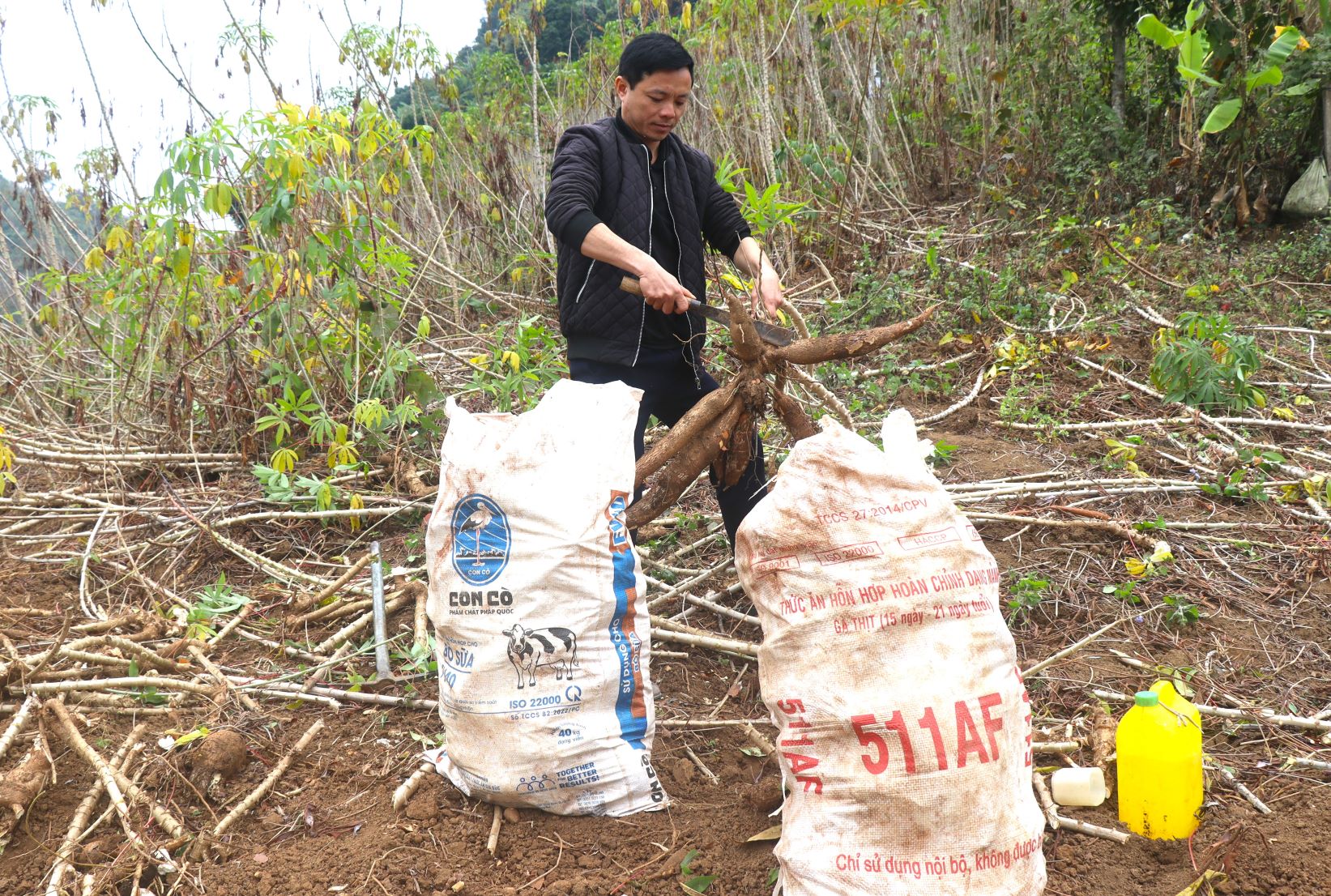 Anh Chao thu hoạch nương sắn để vận chuyển bán cho thương lái.