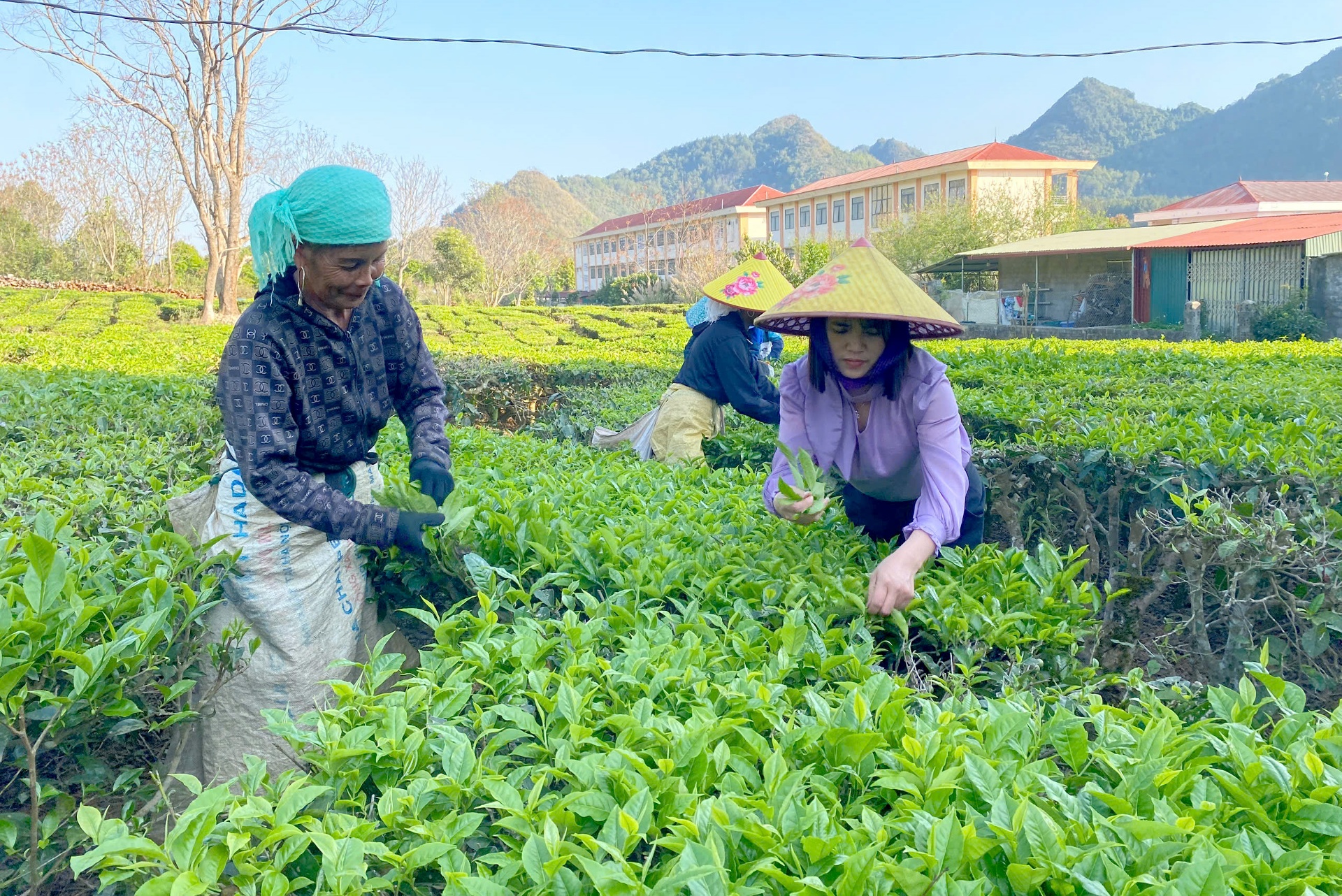 Nhờ phát triển kinh tế từ cây chè, gia đình chị Nhung (bên phải) có cuộc sống ngày càng ổn định.